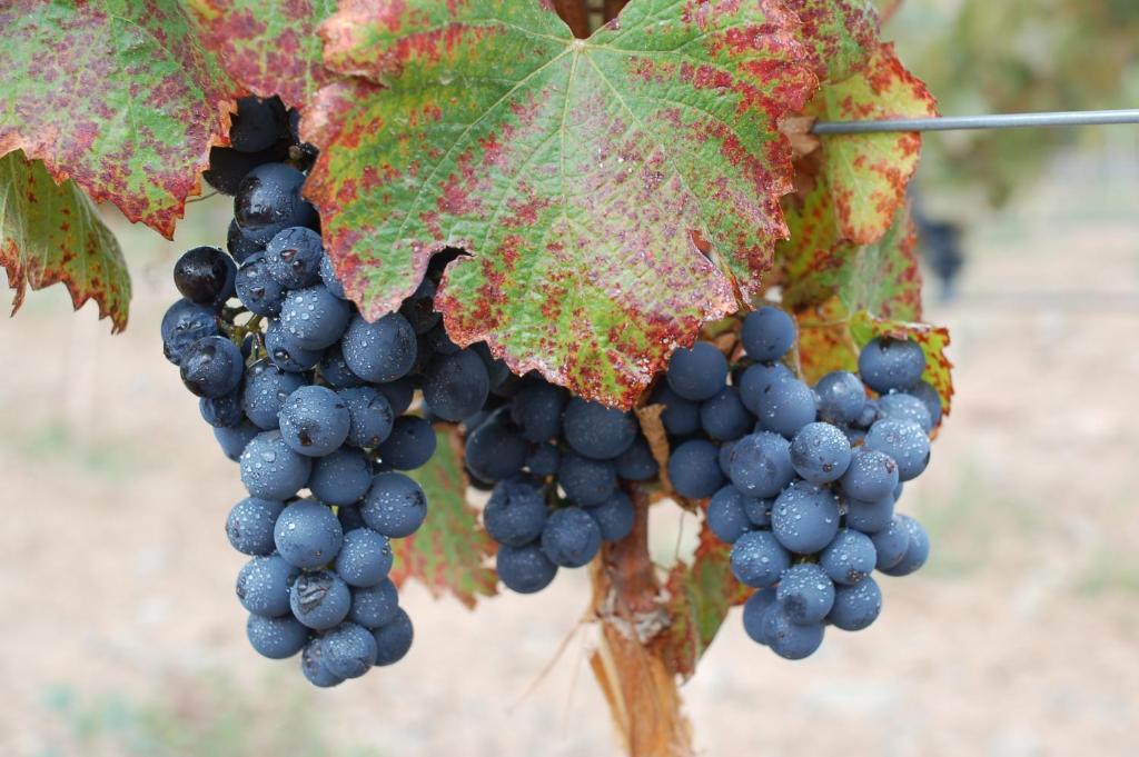 Miraluna Bodega Boutique Cachí Eksteriør billede