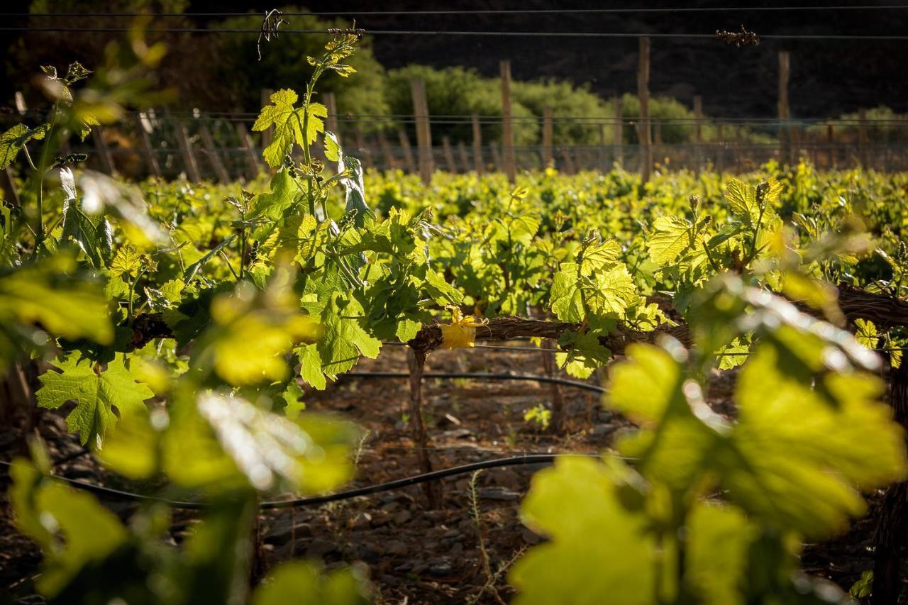 Miraluna Bodega Boutique Cachí Eksteriør billede